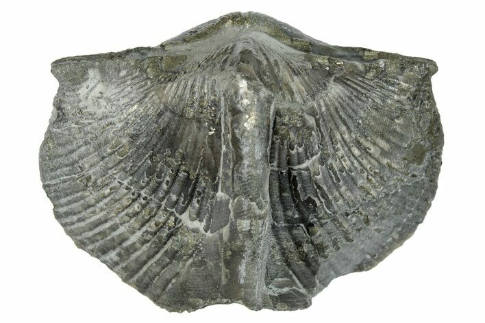 Pyrite-Replaced Brachiopod (Paraspirifer) Fossil - Ohio #246655